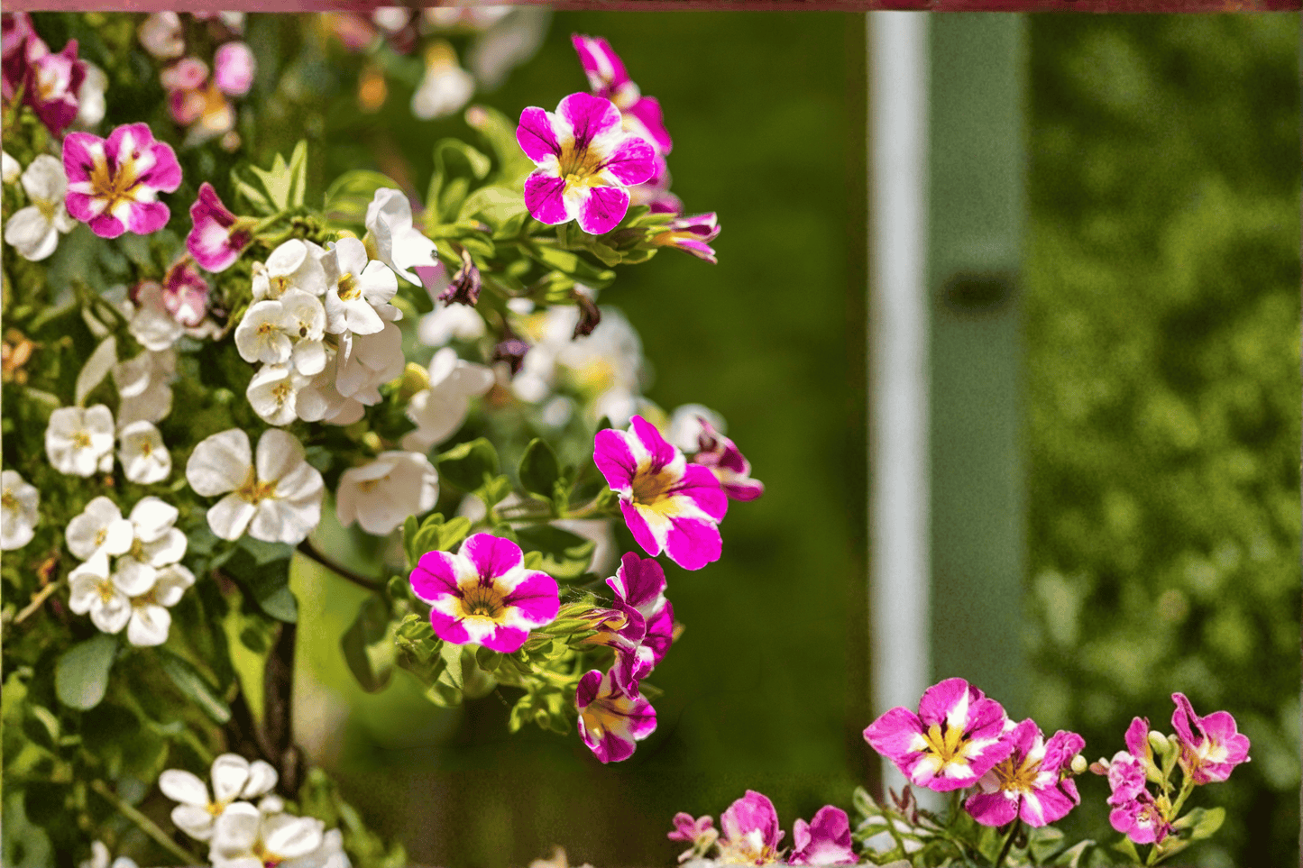 Candy Shop Milky Pink Million Bells 1 Live Plant – 4-Inch Pot – Calibrachoa Hybrid