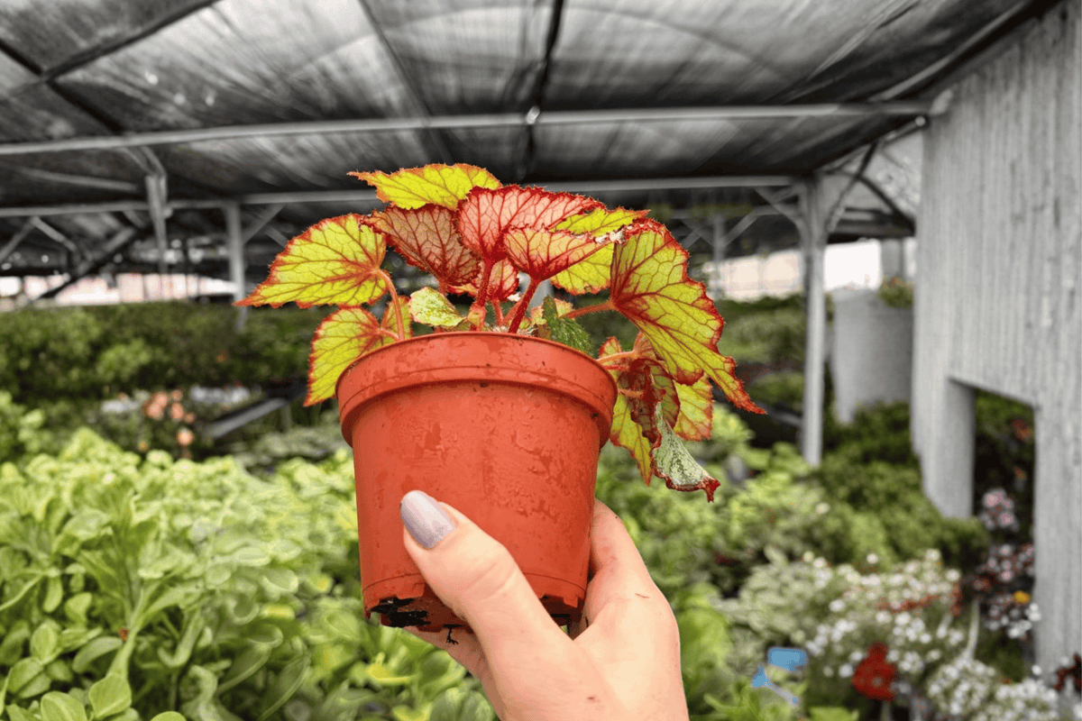 Begonia Harmony’s Crimson Oak 2 Exact Live Plants – Specific 4-Inch Pots – Begonia ‘Harmony’s Crimson Oak’