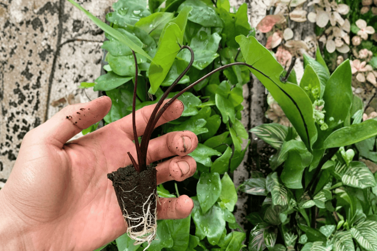 Alocasia Black Stem 2 Starter Plants – 2” Cultivation Size Bare Root