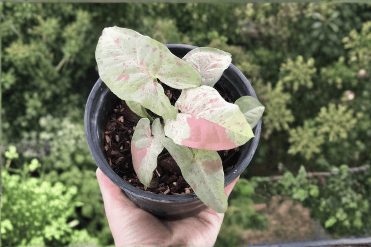 Milk Confetti Arrowhead Vine 1 Live Plant – 1-Gallon Pot – Syngonium podophyllum ‘Milk Confetti’