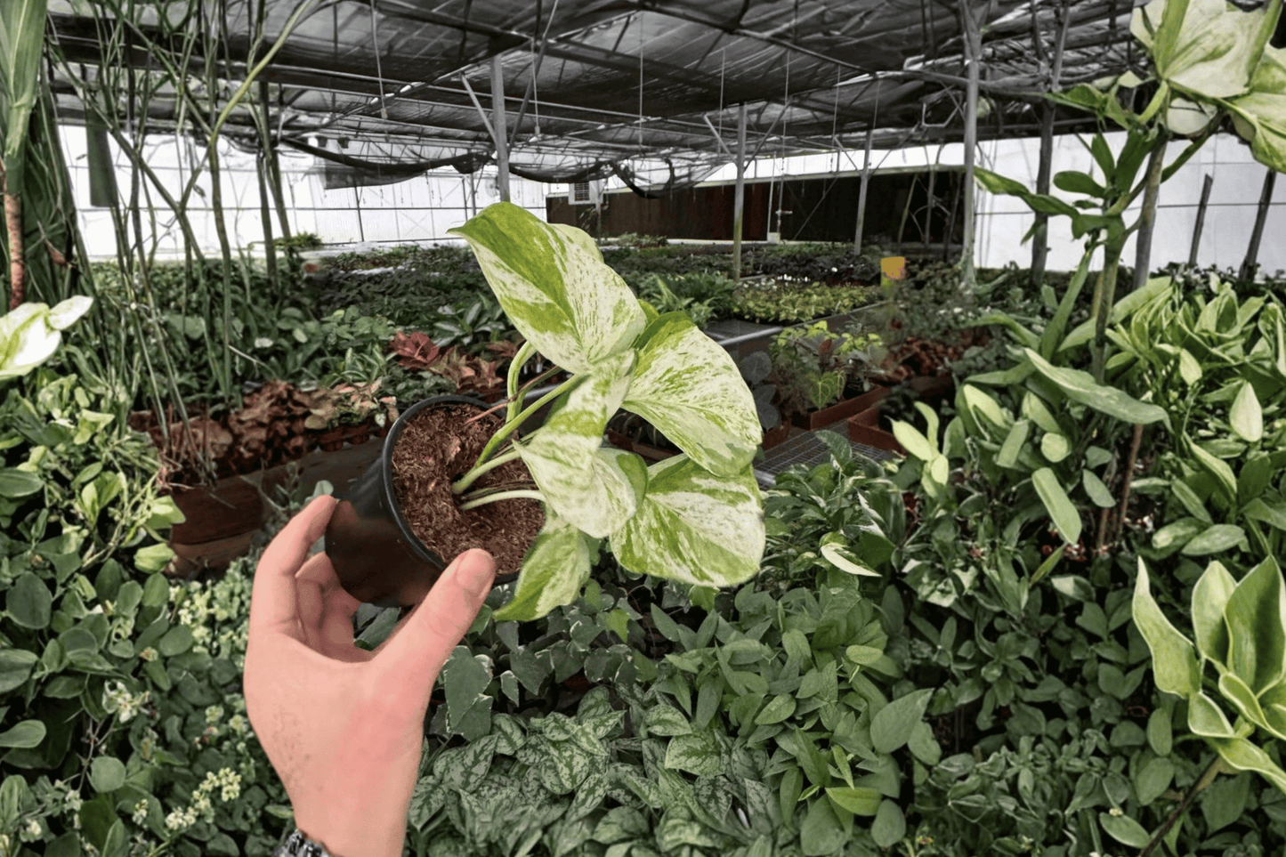 2 Manjula Pothos Live Plants in 4-Inch Pots – Epipremnum aureum 'Manjula'