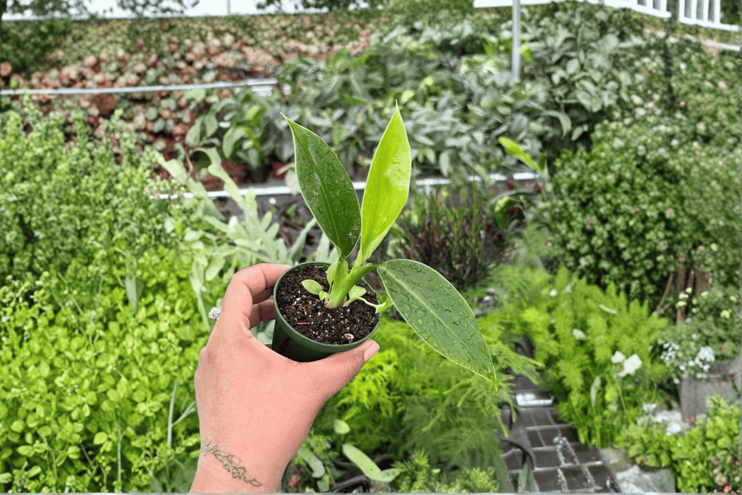 2 Philodendron 'Imperial Green' Live Starter Plants – Bare Root
