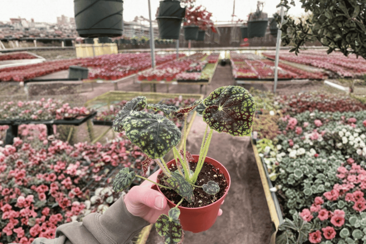 2 Begonia Lynda Evans Live Plants – 4” Pot – Begonia ‘Lynda Evans’