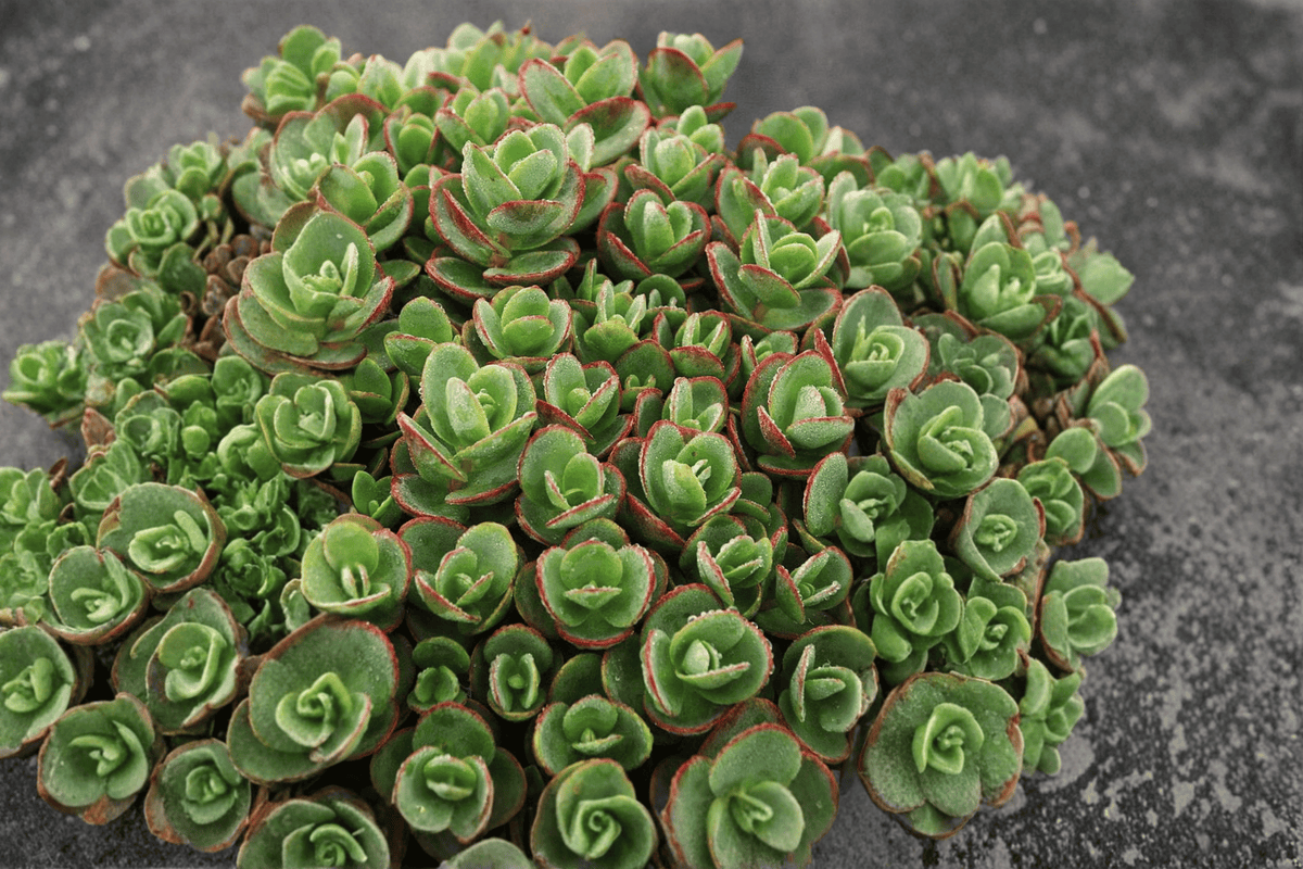 SunSparkler Lime Zinger Stonecrop 1 Live Plant – 4-Inch Pot – Sedum rupestre ‘Lime Zinger’