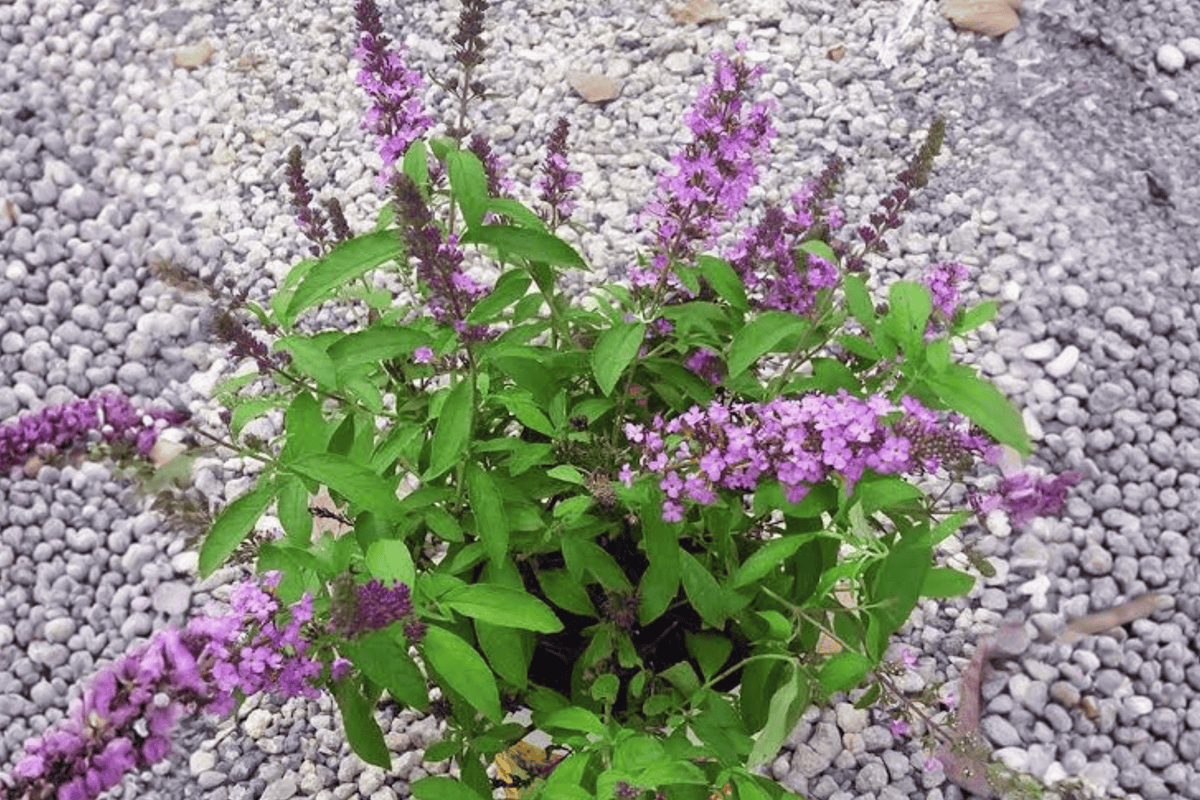 Lavender Cascade Butterfly Bush Live Plant – Buddleia ‘Lavender Cascade’ – 3 Gallon Pot