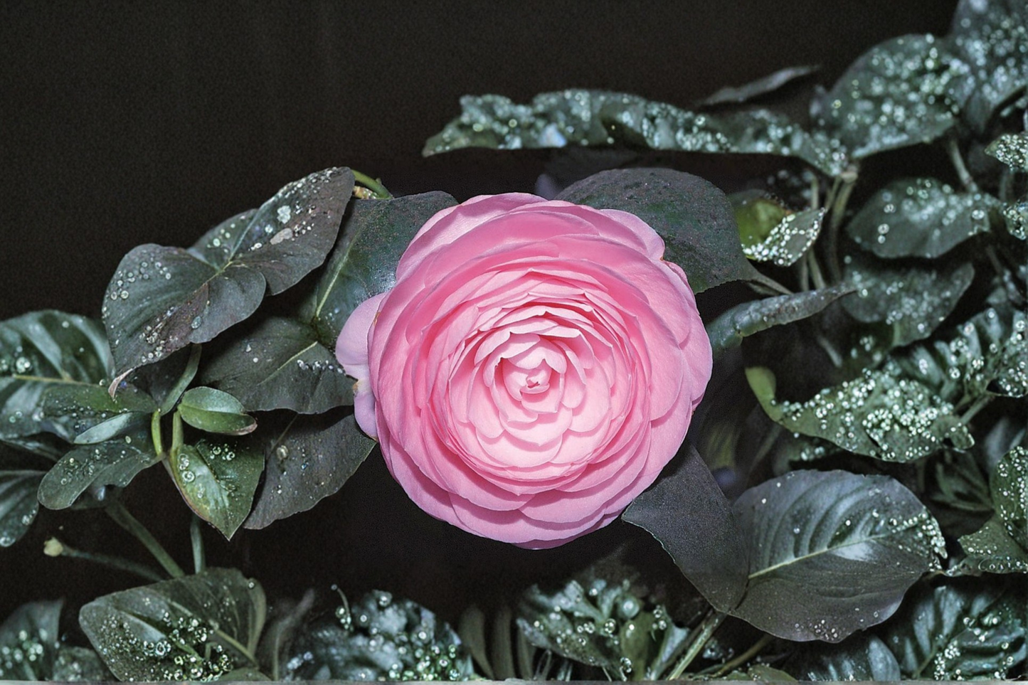 Japanese Camellia ‘Pearl Maxwell’ 1 Gallon Live Plant – Camellia japonica Pink White Evergreen Shrub