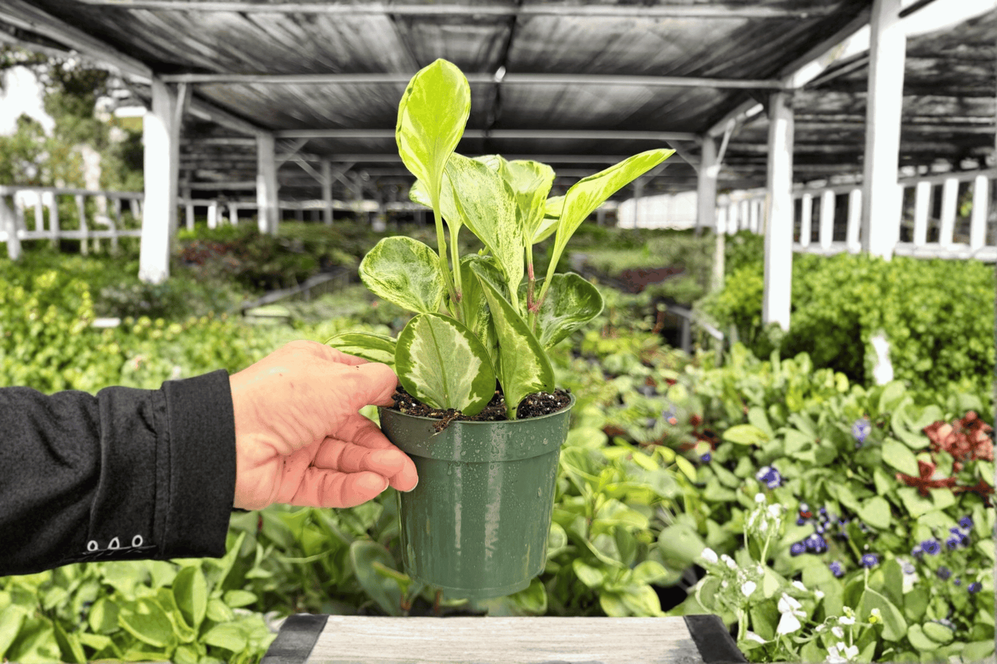 Peperomia Golden Gate 2 Exact Live Plants – 4-Inch Pots – Peperomia obtusifolia
