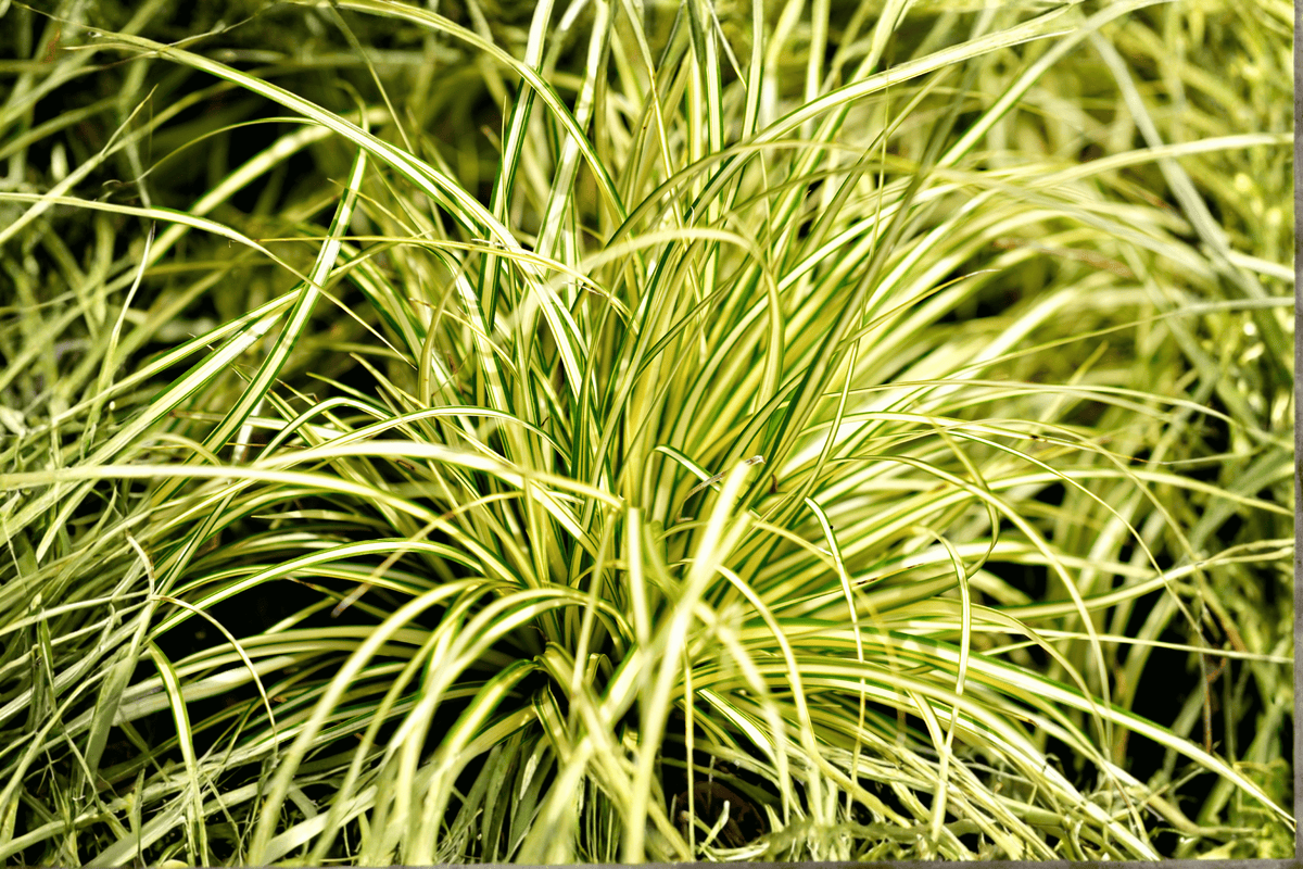 Evergold Japanese Sedge 1 Live Plant – Carex oshimensis ‘Evergold’ – Quart Pot
