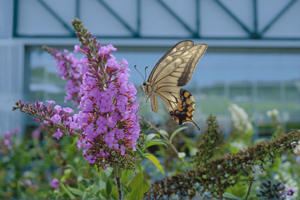 Pugster Periwinkle Butterfly Bush 1 Live Plant – Buddleja ‘SMNBDO’ – 3 Gallon Pot