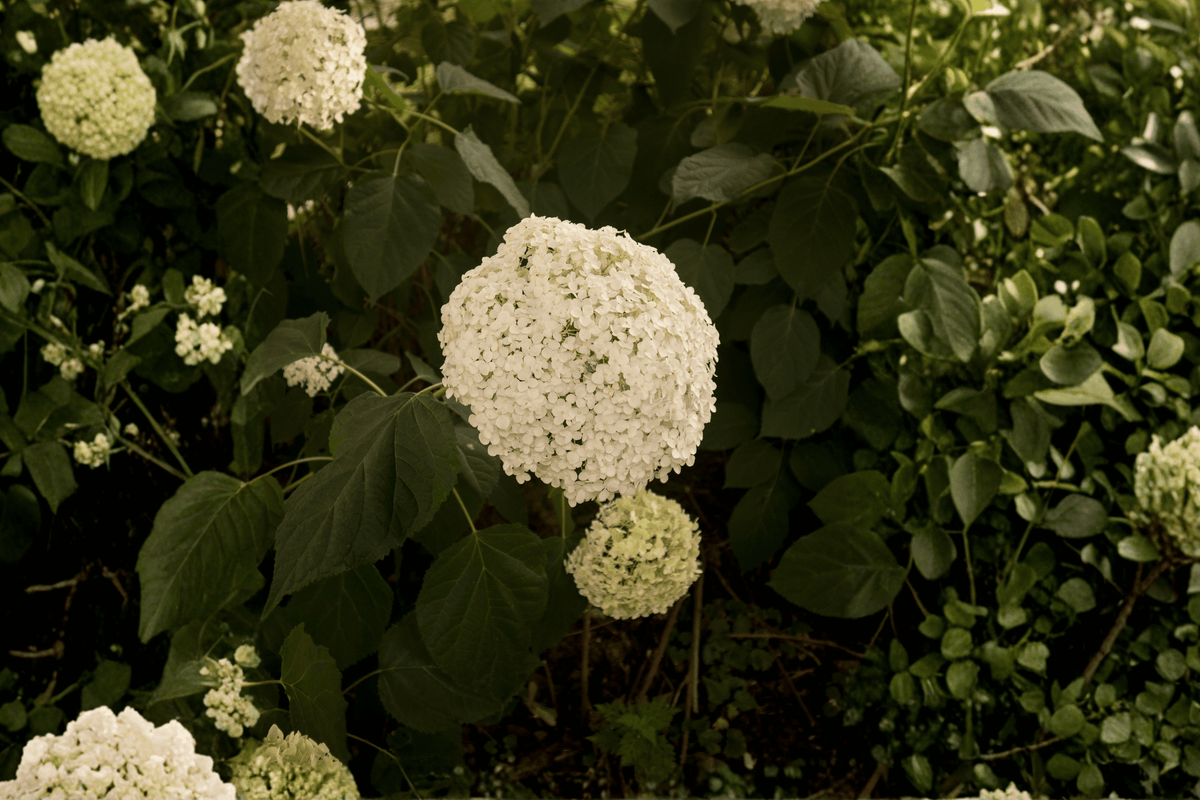 Incrediball Storm Proof Smooth Hydrangea 1 Live Shrub, 3 Gallon Pot – Hydrangea arborescens