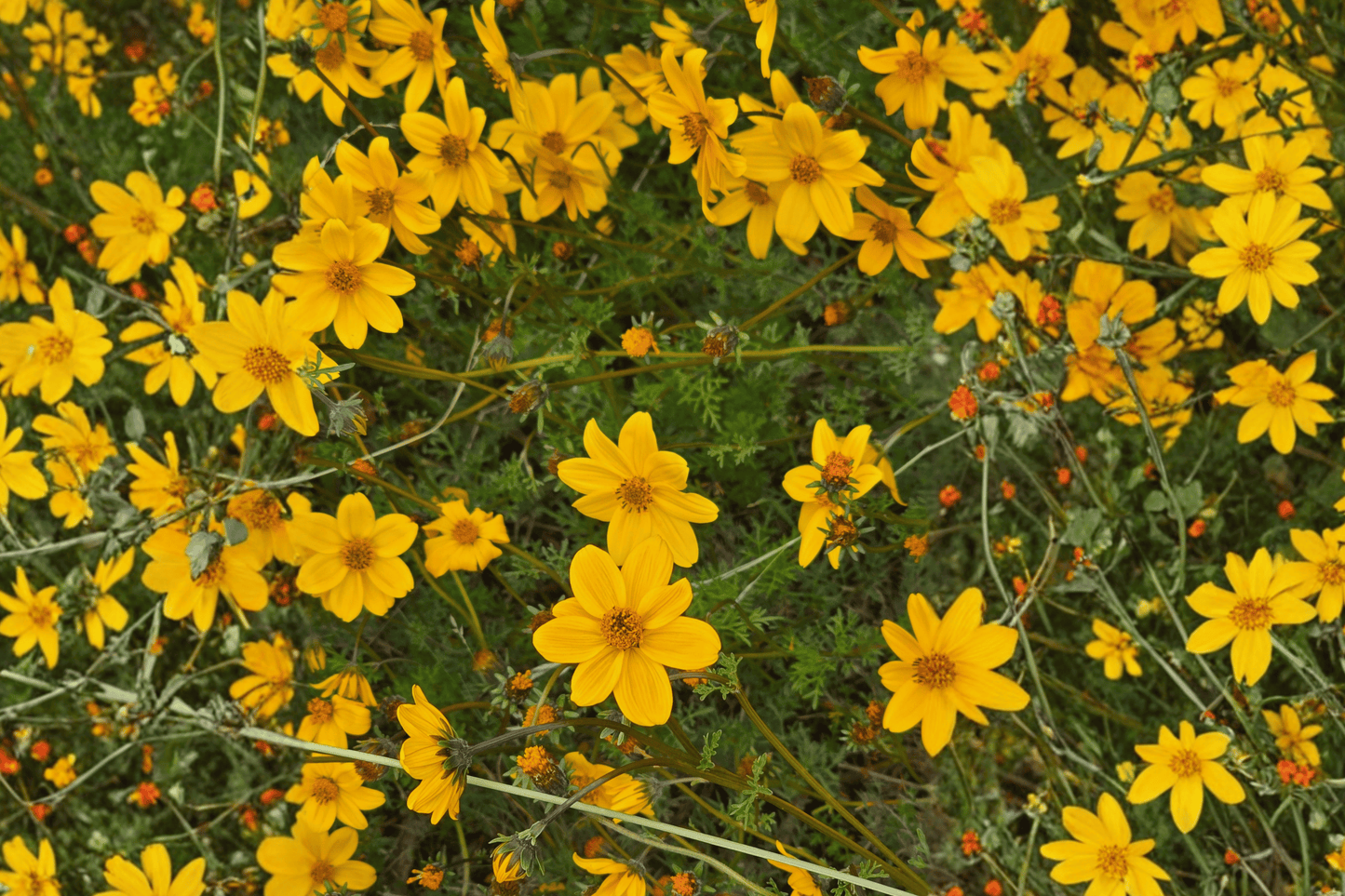 Namid Compact Yellow Bidens 1 Live Plant – 4-Inch Pot – Bidens ferulifolia ‘Namid Compact Yellow’