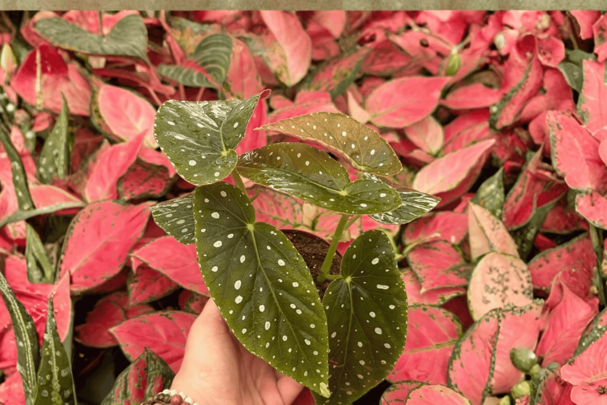 Begonia Harmony’s Angel Messenger 2 Exact Live Plants – 4” Size Bare Root