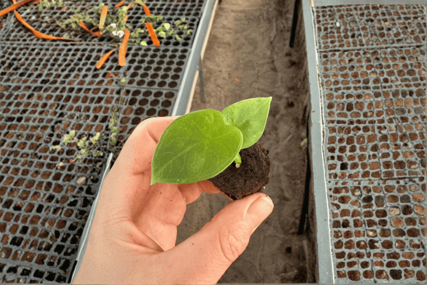 2 Alocasia 'Lukiwan' Starter Plants – Bare Root Live Hybrid Alocasia