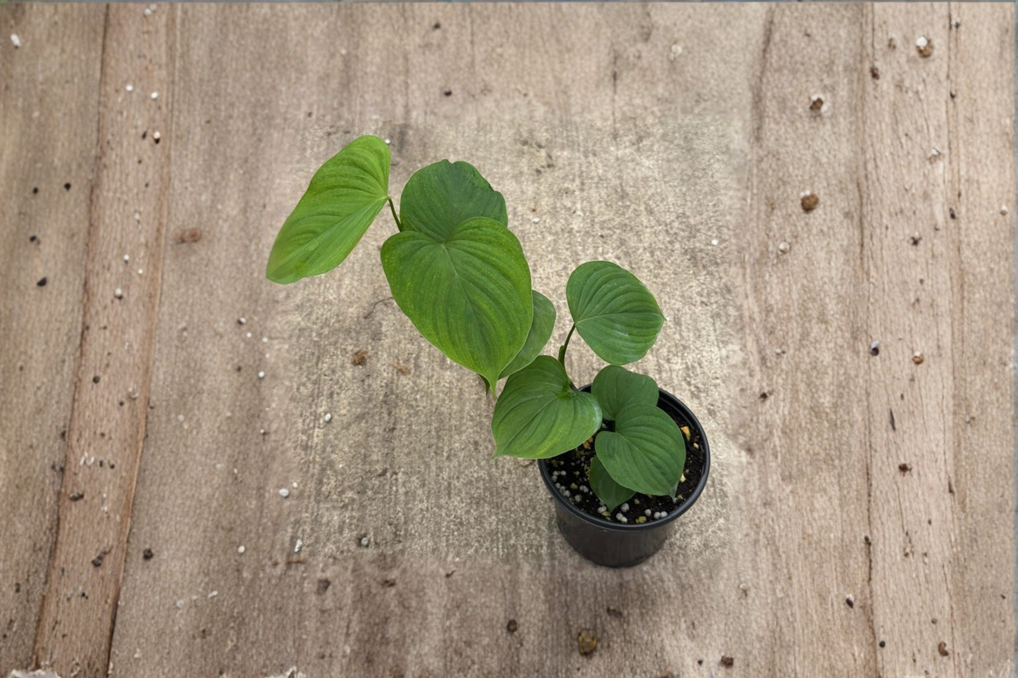 Philodendron Peru Live Plant 4 Inch Pot Tropical Leafy Houseplant Indoor Climbing Plant Gift