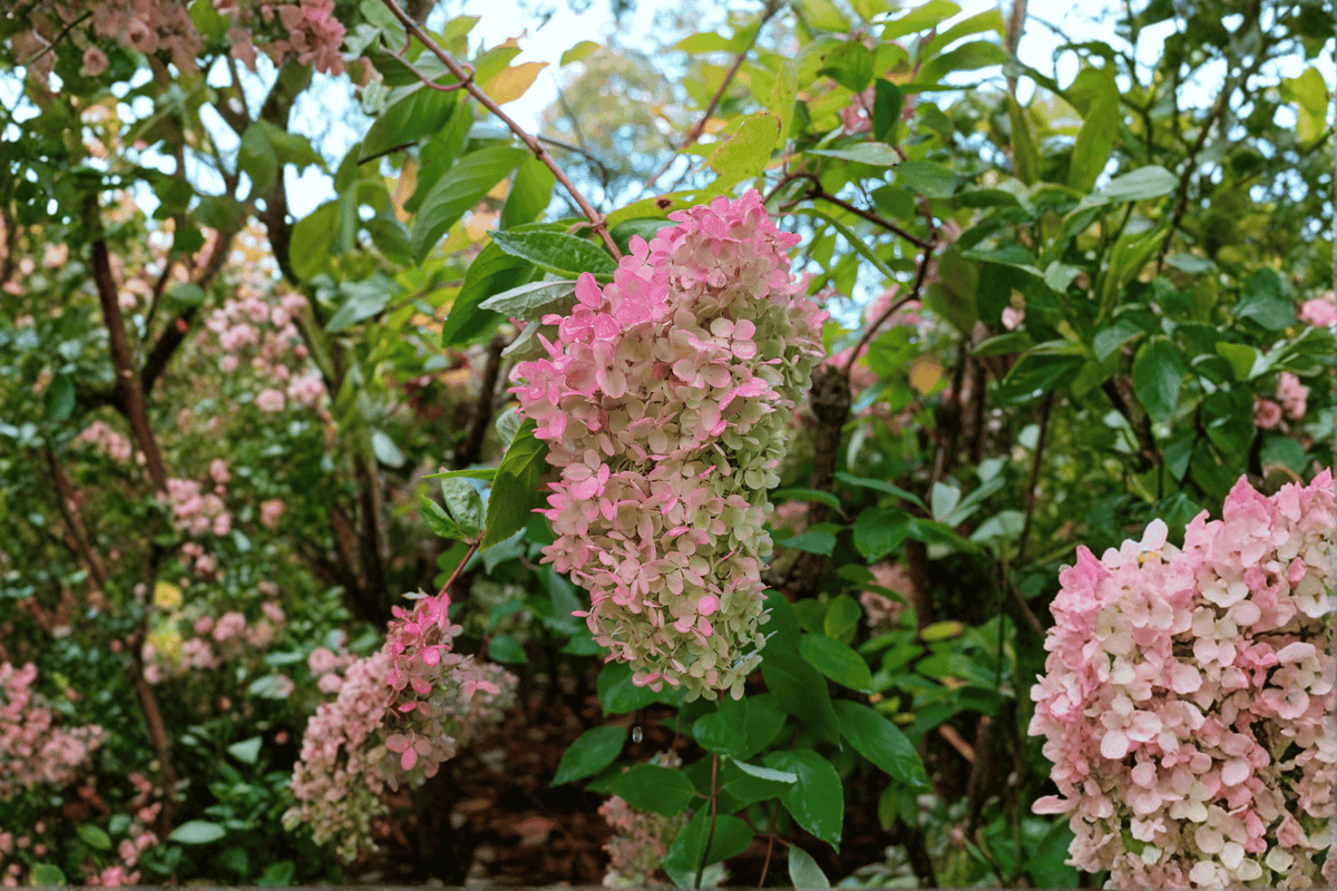 French Manicure™ Panicle Hydrangea 1 Live Shrub – Hydrangea paniculata ‘Bailpantwo’ – 3 Gallon Pot