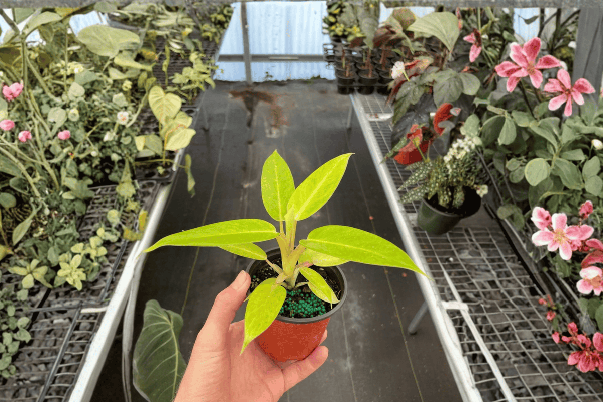 2 Philodendron Calkins Gold Live Plants – 4-Inch Pot