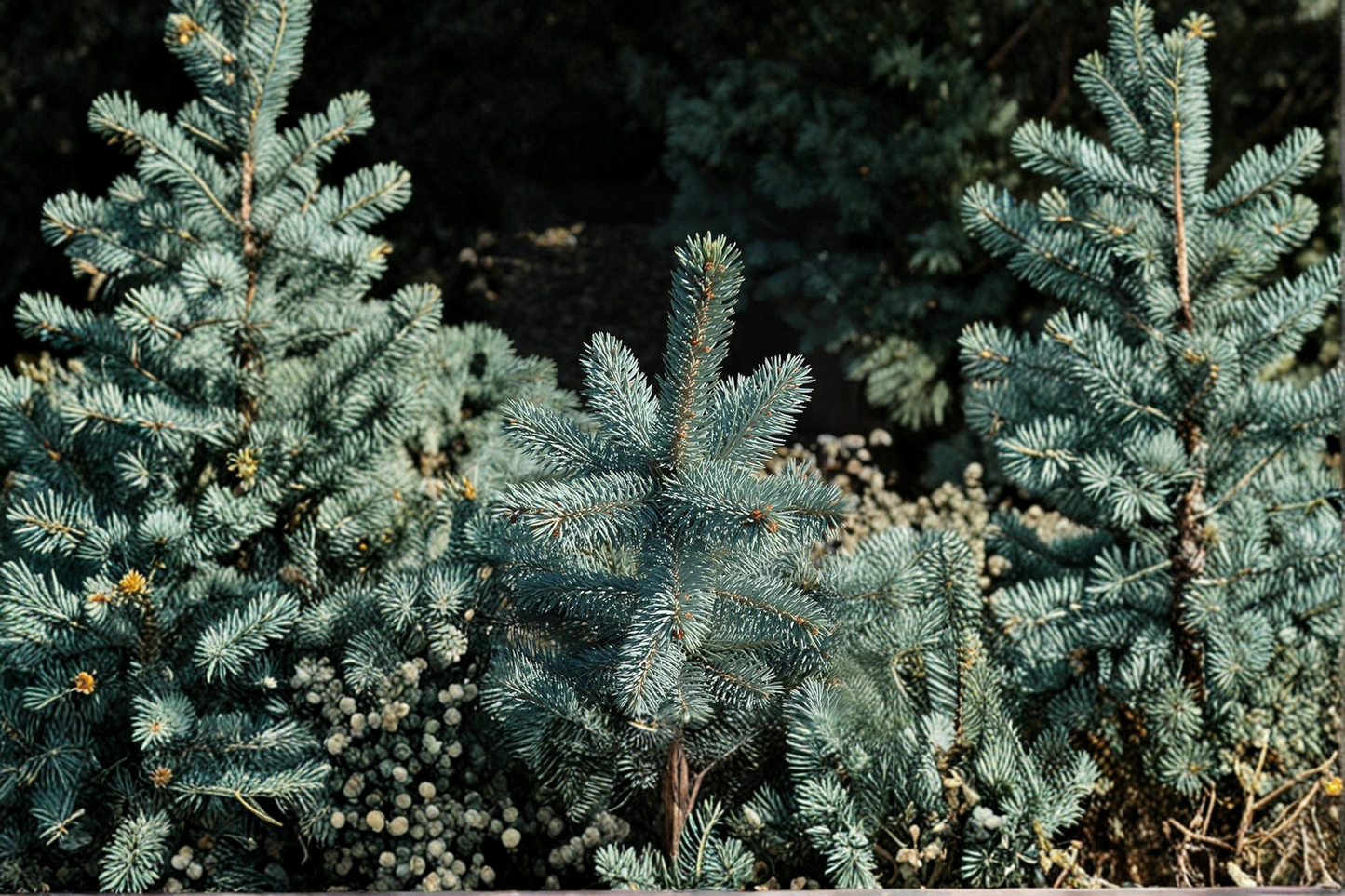 Baby Blue Eyes Colorado Spruce 12 Inch Live Plant 1 Gallon Pot – Picea pungens Blue Evergreen Conifer Compact Garden Tree