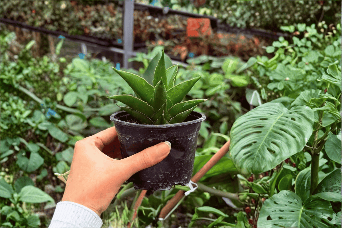 Sansevieria Jewel Crown – 2 Exact Live Plants in 4” Pots