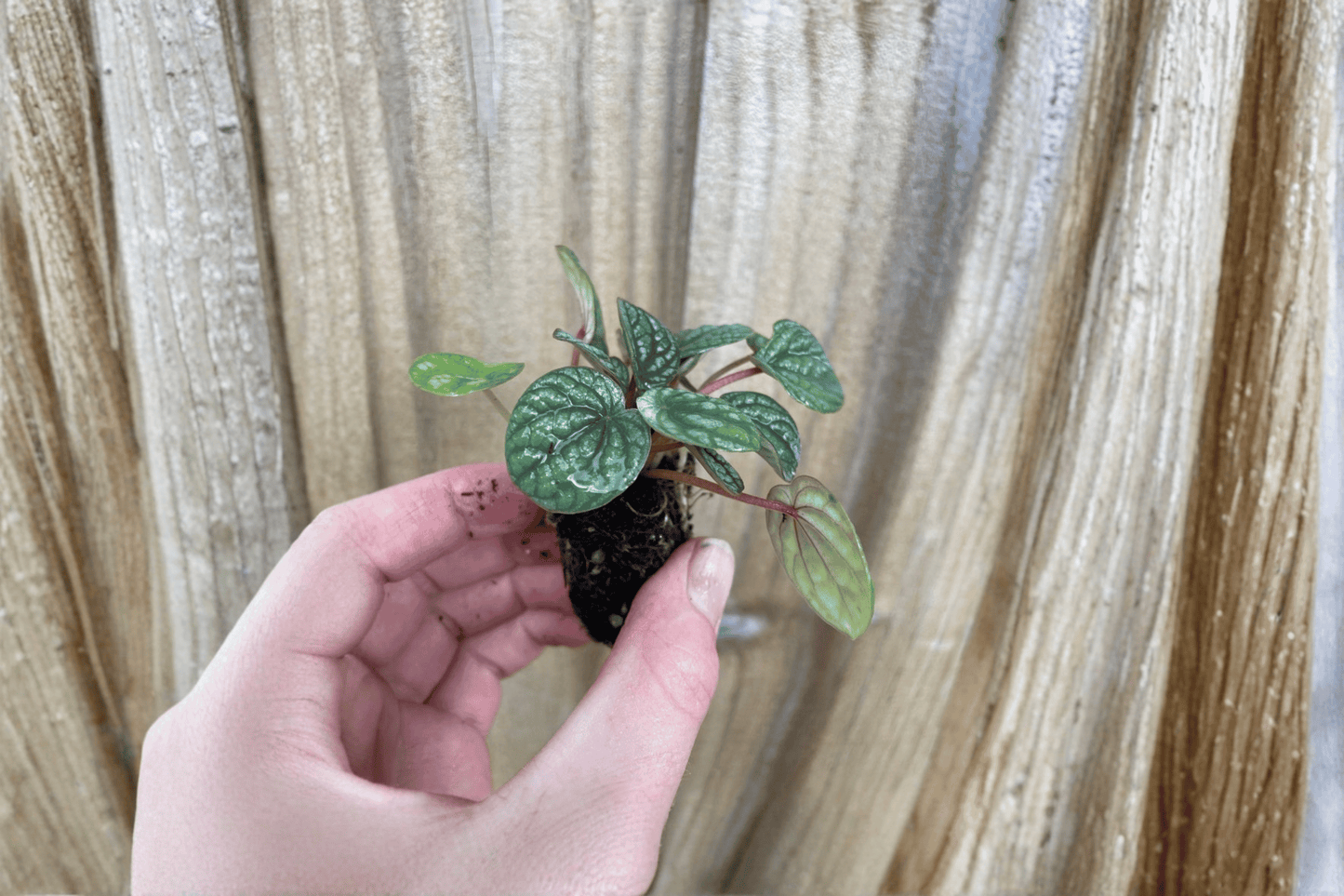 2 Peperomia Burbella Starter Plants – Bare Root – Peperomia 'Burbella'