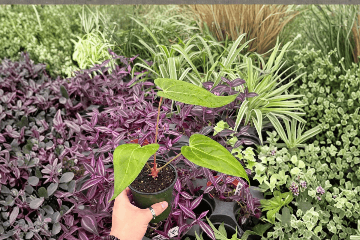 Anthurium Xone × Warocqueanum 2 Exact Live Plants – 4” Size