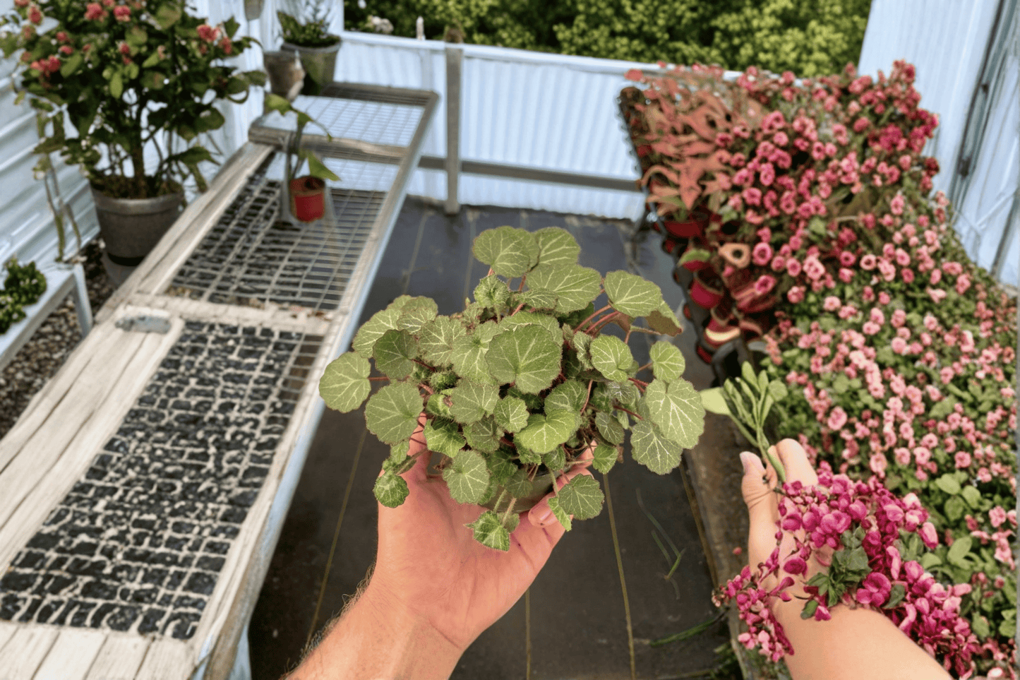 Strawberry Begonia Live Plant – 2 Plants Bare Root – Saxifraga stolonifera – Originally Grown in 4" Pot
