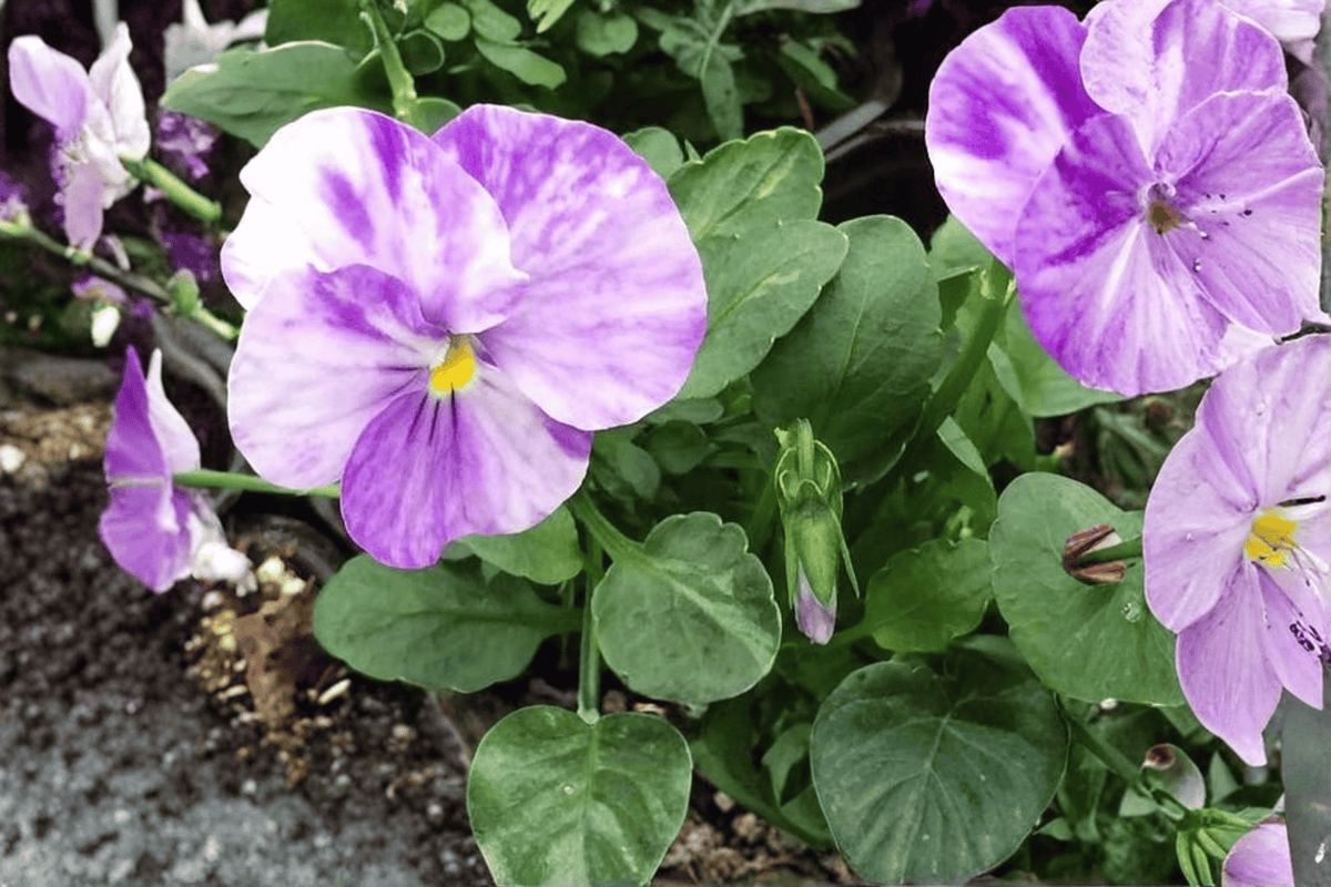Columbine Viola Live Plant – 4-Inch Pot – Viola 'Columbine'
