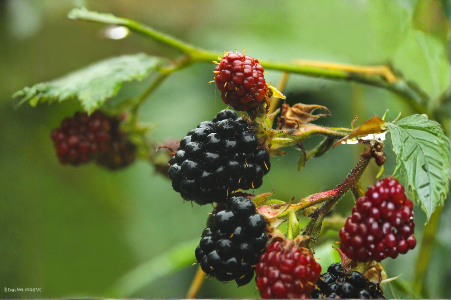 Ponca Thornless Blackberry Live Rooted Starter Plant – Rubus 'Ponca'