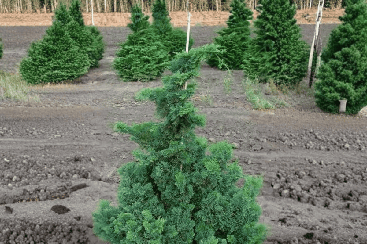 Filicoides Hinoki Cypress 1 Live Conifer – Chamaecyparis obtusa ‘Filicoides’ – 3 Gallon Pot – 30″