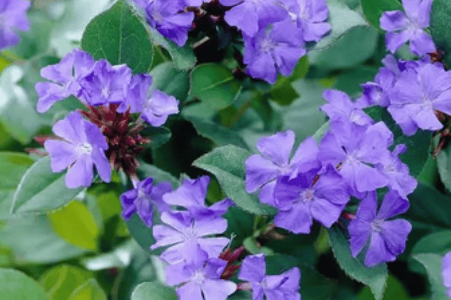 Plumbago 1 Live Plant – 4-Inch Pot – Ceratostigma plumbaginoides