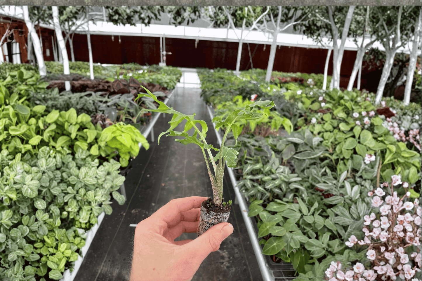 2 Alocasia brancifolia 'Nishihira' Starter Plants – Bare Root – Alocasia brancifolia 'Nishihira'