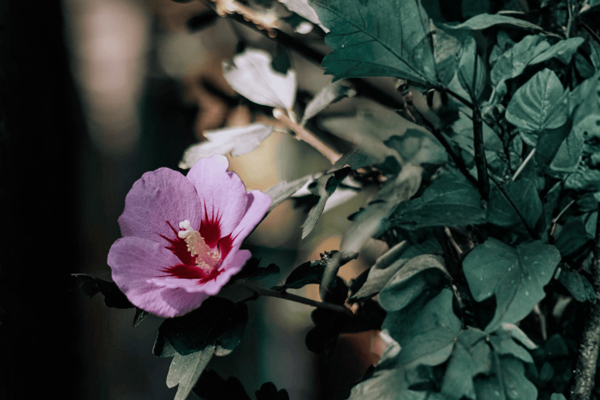 Purple Pillar Rose of Sharon 1 Live Shrub, 3 Gallon – Hibiscus syriacus ‘Purple Pillar’