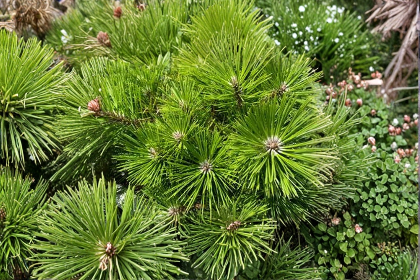 Vibrant Japanese Red Pine Live Plant 12 Inch 1 Gallon Pot Evergreen Conifer Garden Landscape Tree
