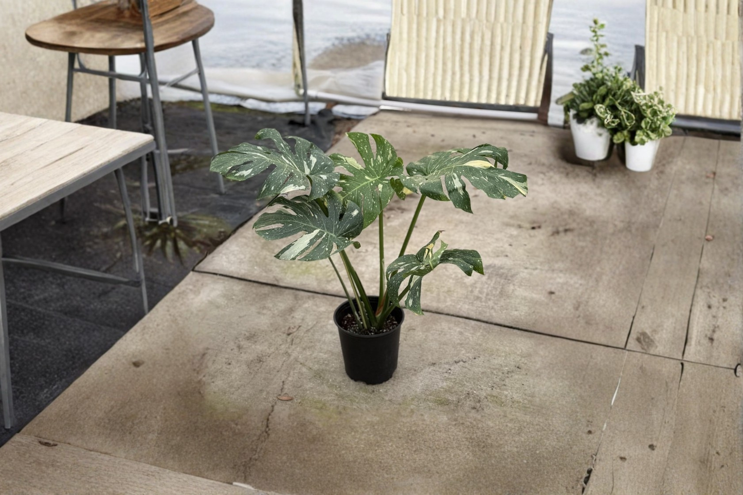 Monstera Thai Constellation XL Live Plant Variegated Monstera Fully Rooted Rare Indoor Houseplant Gift