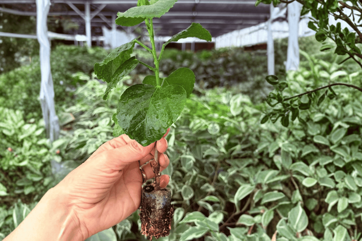 2 Chiffon Pink Hibiscus Exact Starter Plants – Live Plants in Plugs