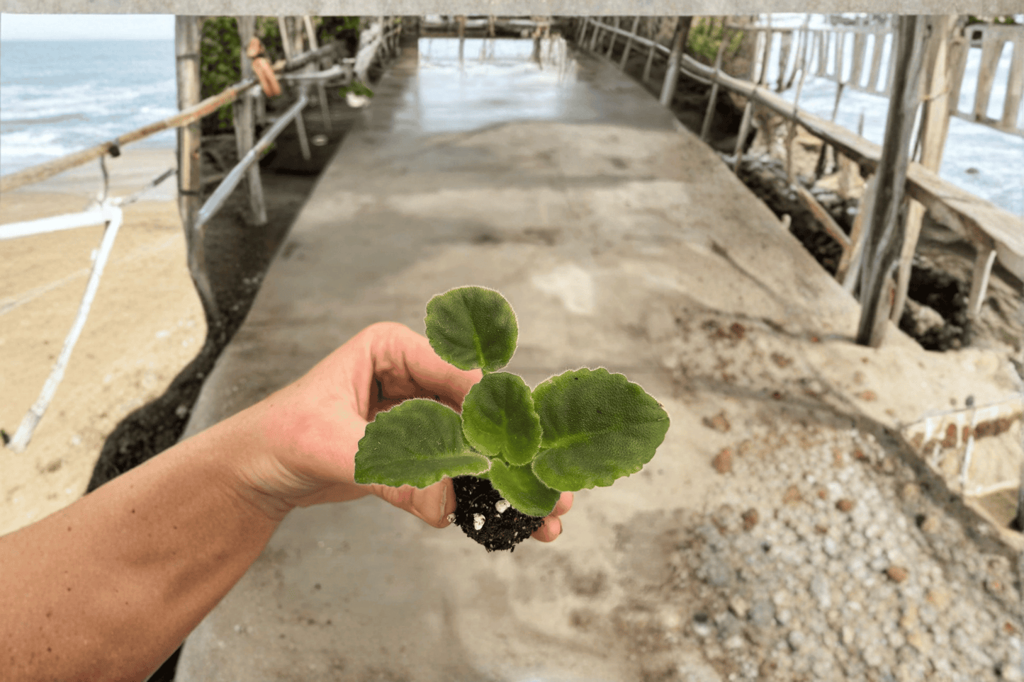 VAT King of Peas African Violet 2 Starter Live Plants – Streptocarpus ionanthus