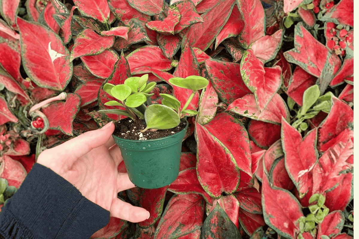 Peperomia Hope 2 Live Starter Plants – 2-Inch Nursery Size – Peperomia ‘Hope’