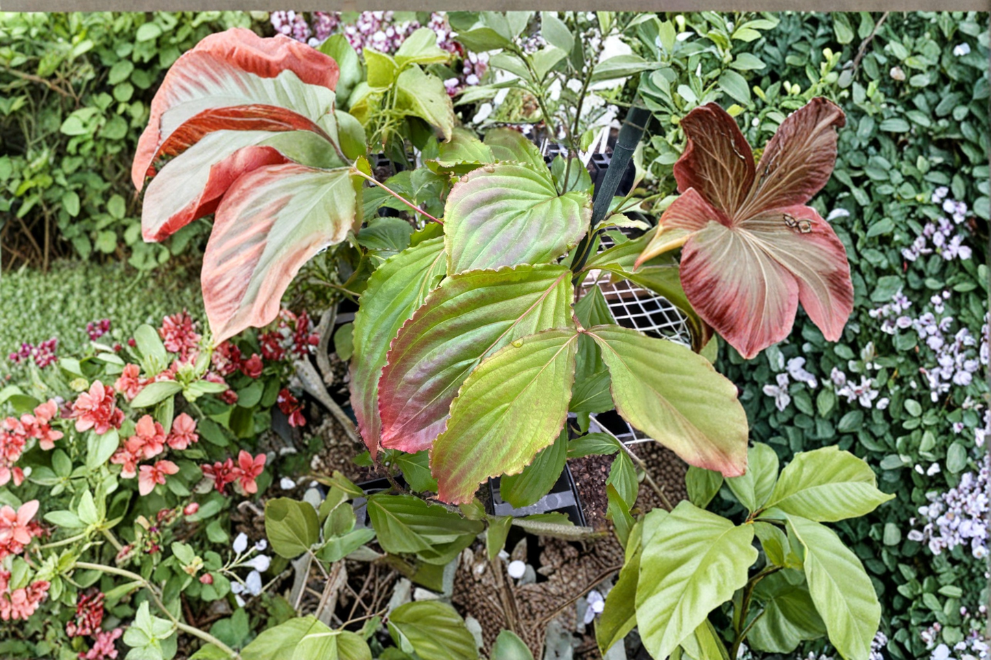 Beni Fuji Dogwood Live Plant 12 Inch Tall – Cornus florida Flowering Tree Pink Spring Blooms Garden Plant 1 Year Graft