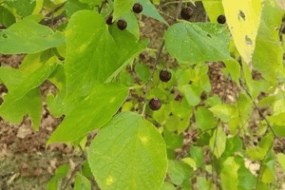 Common Hackberry 1 Live Tree – Celtis occidentalis – 3 Gallon Pot