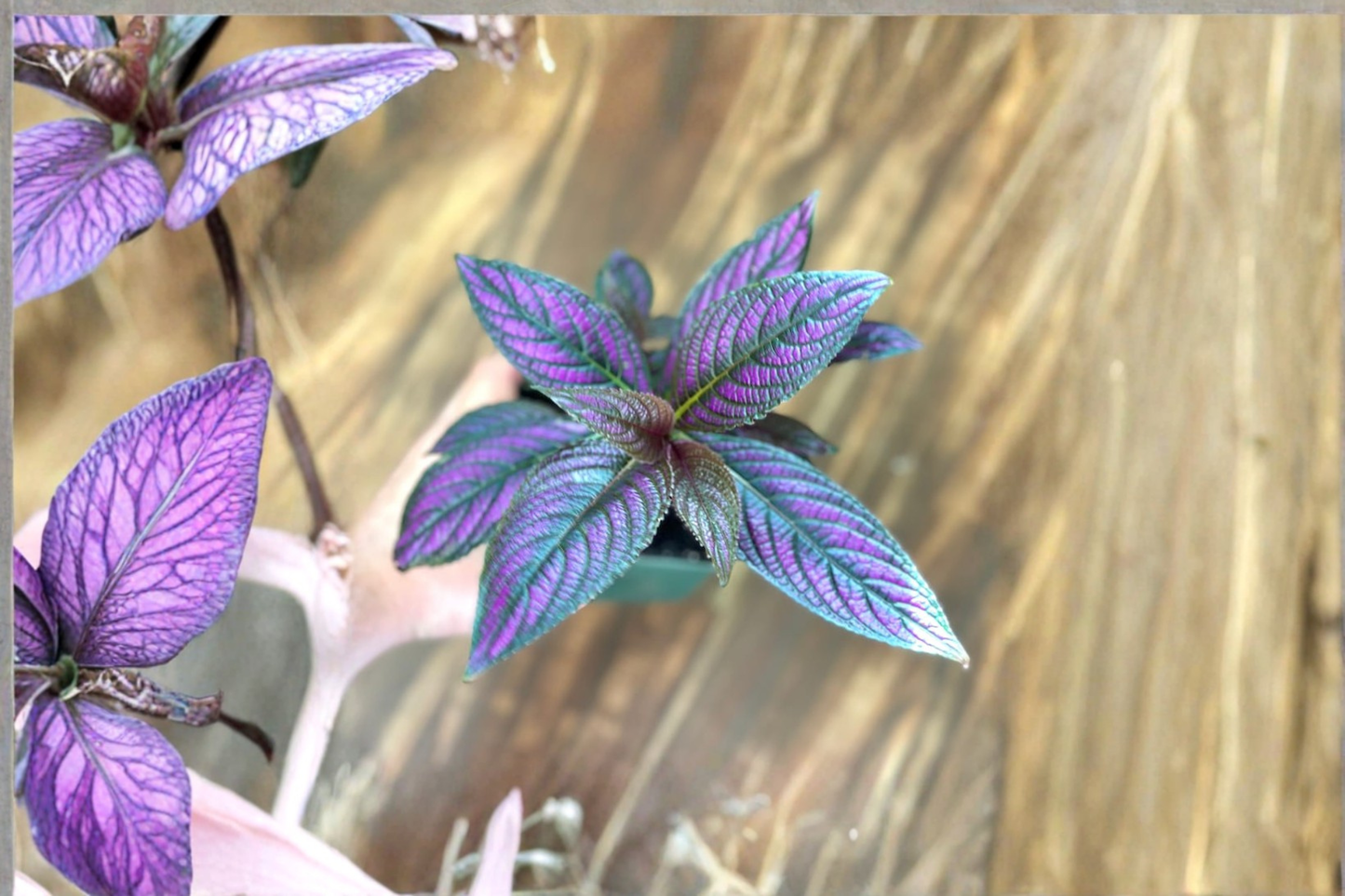 Purple Persian Shield Live Plant 4.5 Inch Pot Fully Rooted Strobilanthes Dyerianus Rare Purple Foliage Indoor Houseplant