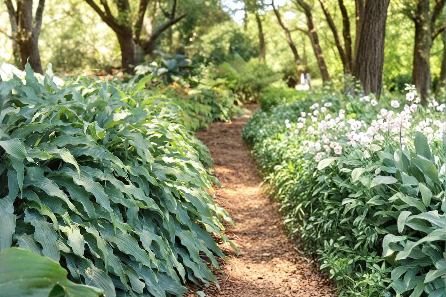 Hosta Wild Imagination Starter Plant 3 Inch Pot Shade Perennial Variegated Hosta Green White Leaves Garden Plant