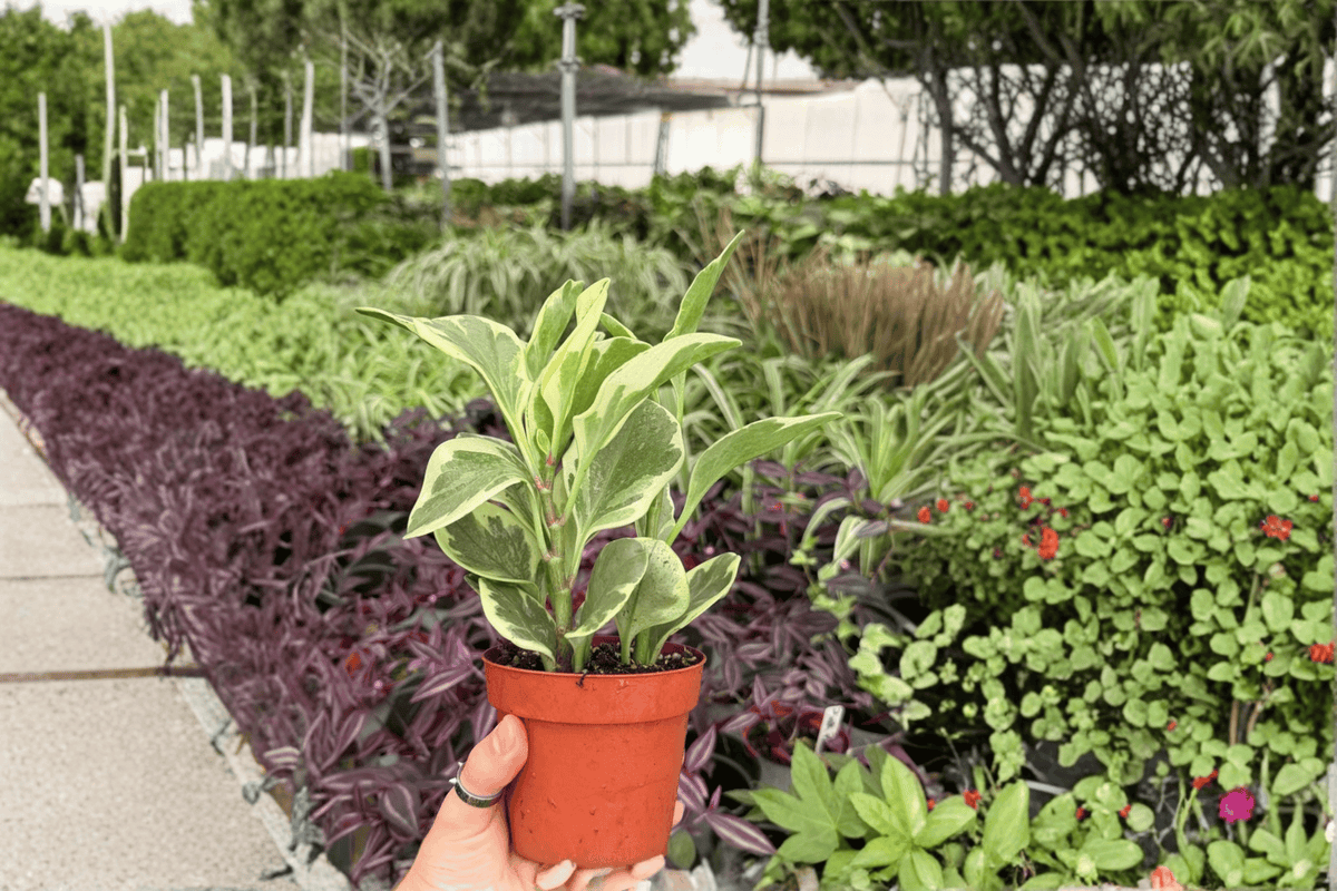 Variegated Peperomia Obtusifolia 2 Exact Live Plants – 4-Inch Pots – Peperomia obtusifolia