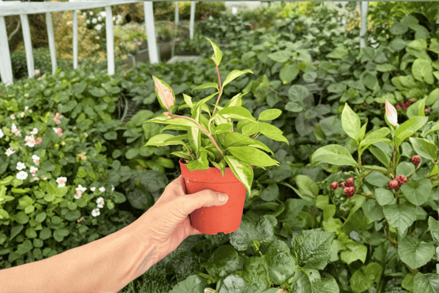 Hoya Krimson Princess Live Plant – 2 Exact Plants Bare Root – Hoya carnosa 'Krimson Princess' – Originally Grown in 4" Pot