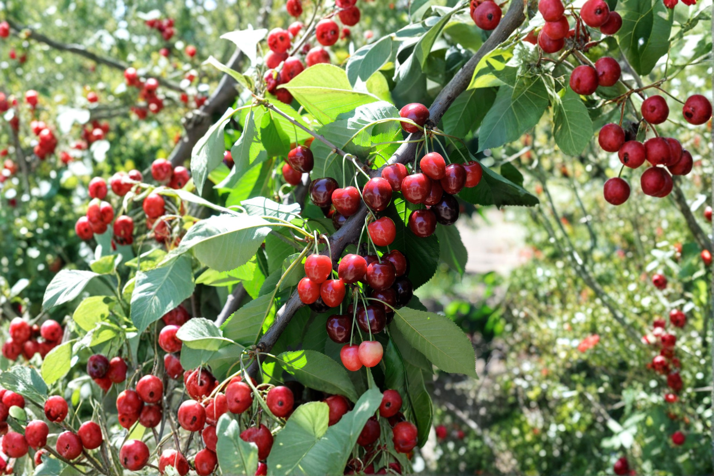 Bing Cherry Tree Live Plant 4 Ft Fruit Tree, Sweet Cherry Tree for Garden Orchard Outdoor Plant