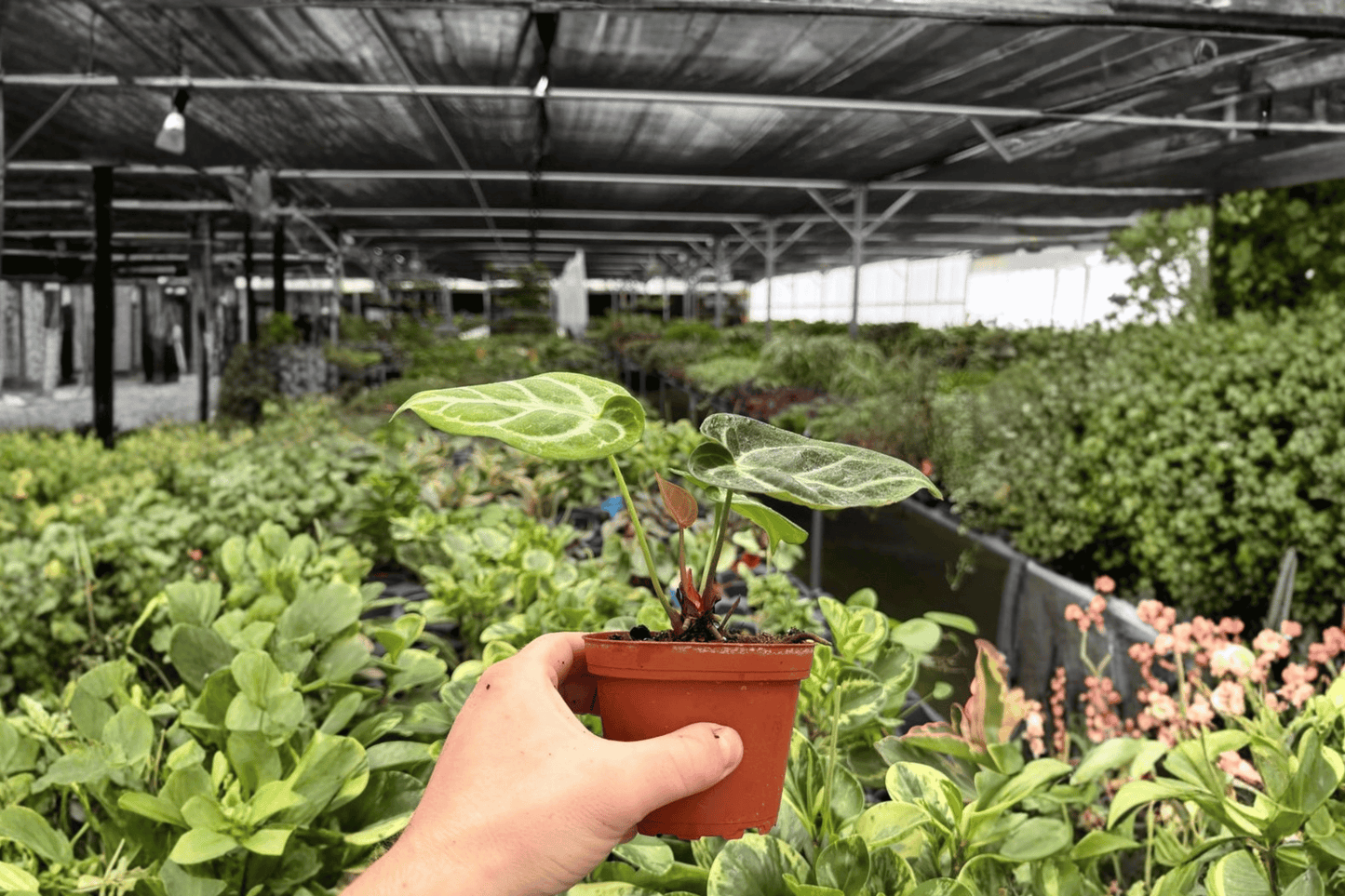 Anthurium Silver Blush x Dorayaki 2 Exact Live Plants – 4-Inch Pots