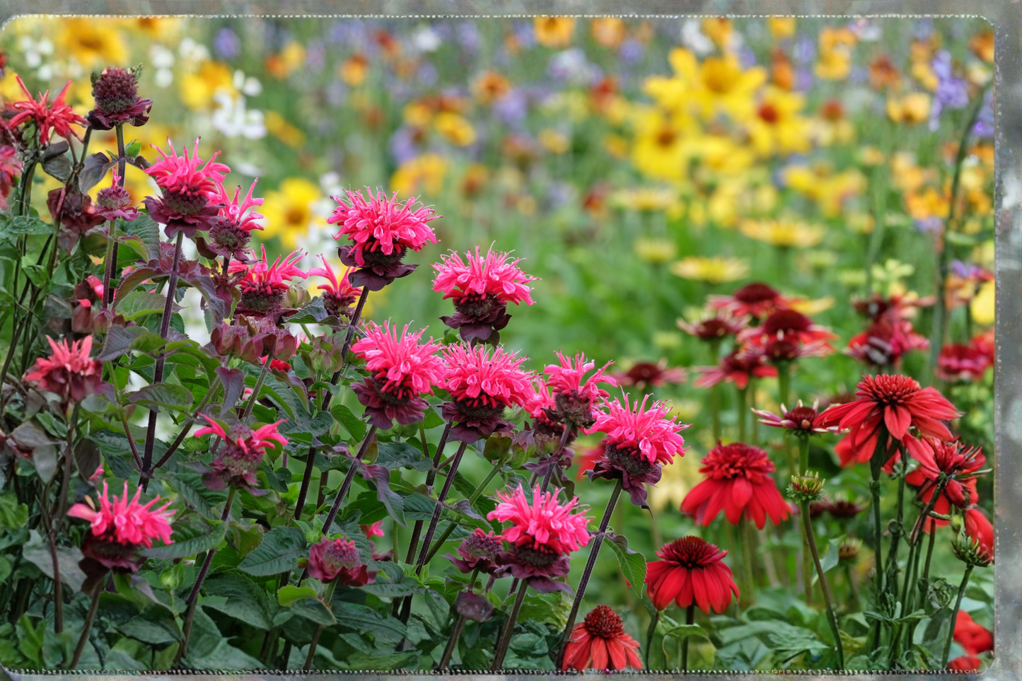 5 Live Mixed Color Bee Balm Plants – Monarda (Bergamot) Perennial Flower