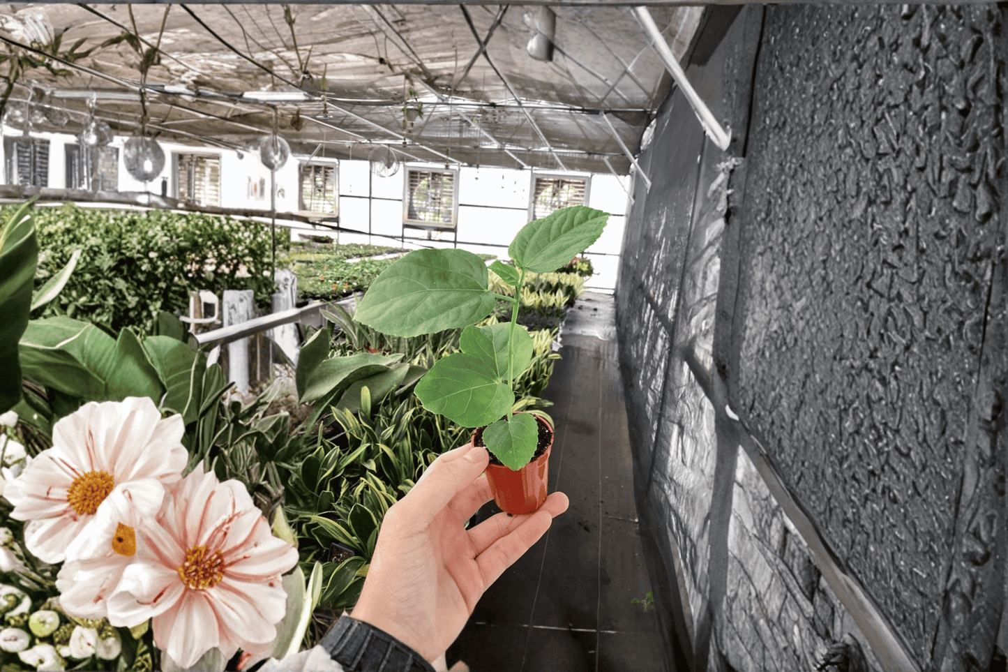 2 El Capitolio Orange Hibiscus Starter Plants – Bare Root – Hibiscus rosa-sinensis 'El Capitolio Orange'