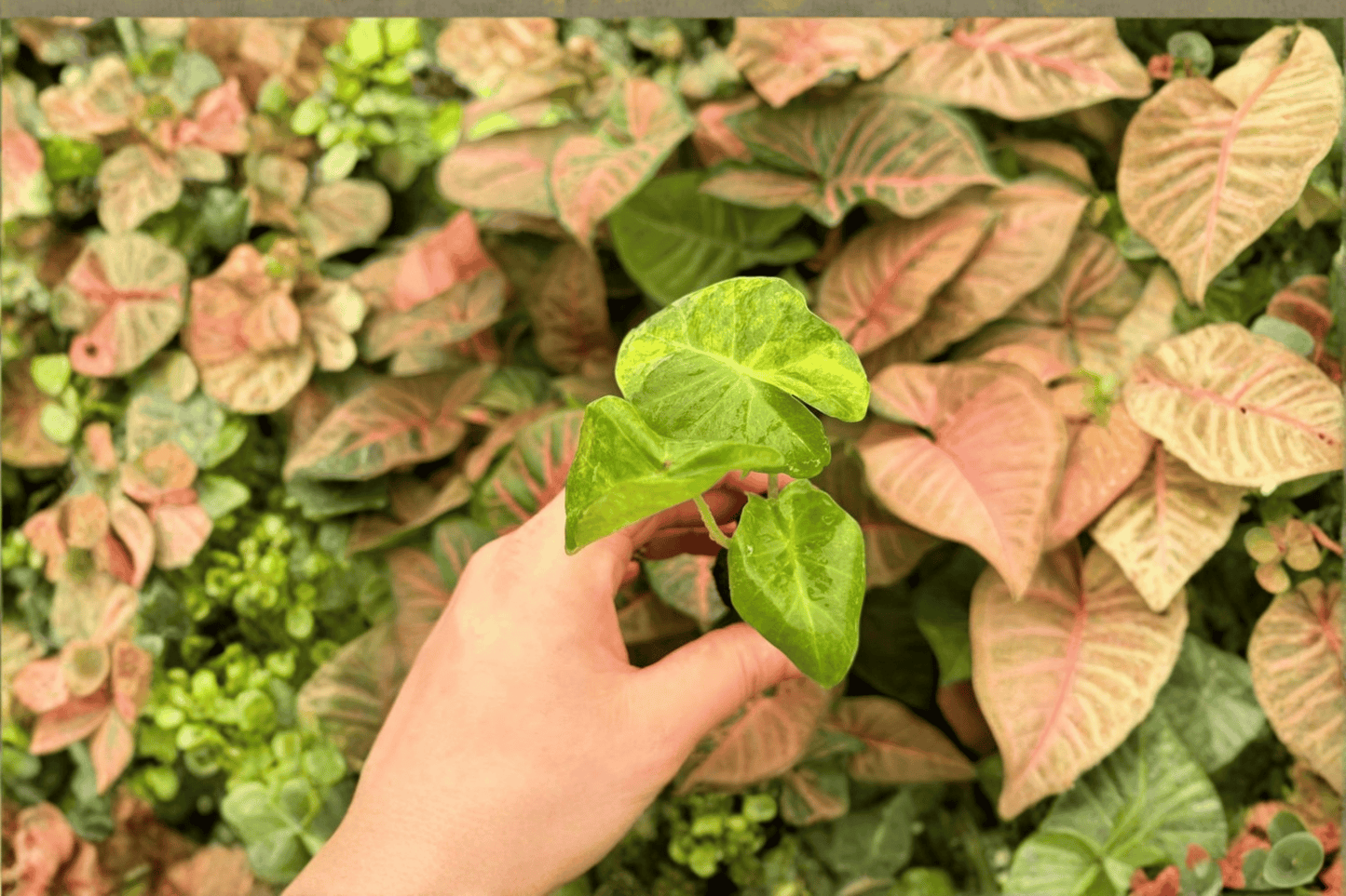 Alocasia Portora Aurea 2 Exact Live Starter Plants – Variegated Alocasia