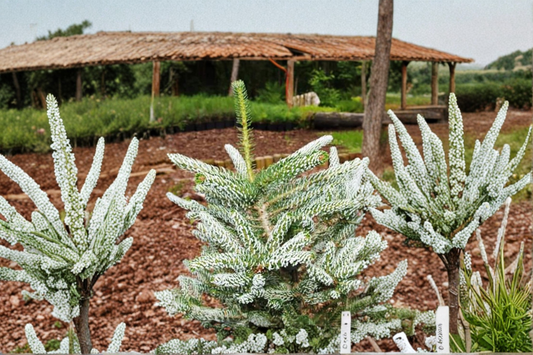 Frosty Korean Fir Live Plant 1 Gallon Pot – Abies koreana Dwarf Evergreen Conifer Silver Blue Needles Compact Garden Tree