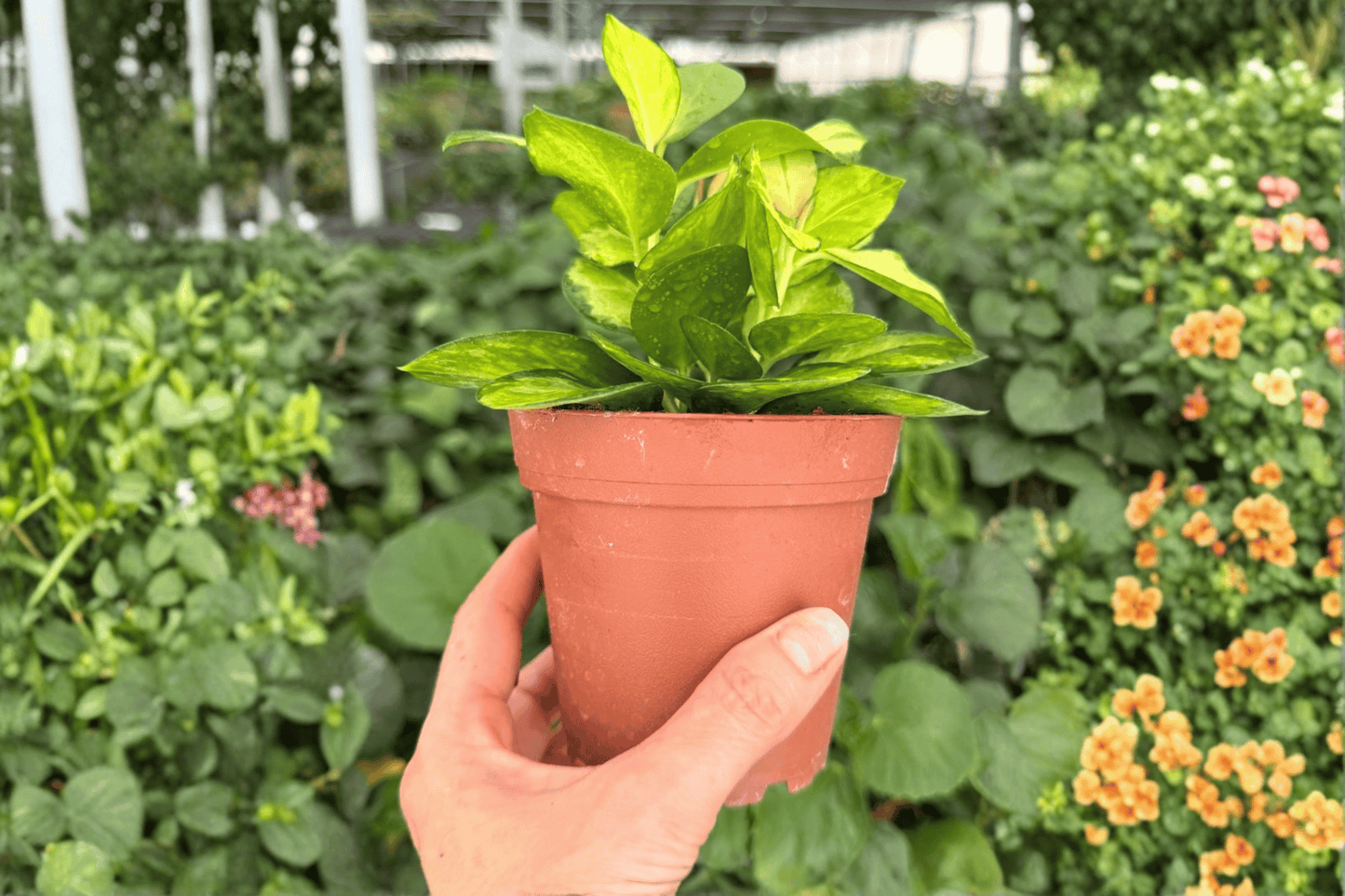 Hoya Lisa 2 Exact Live Plants – 4-Inch Pots – Hoya australis ‘Lisa’