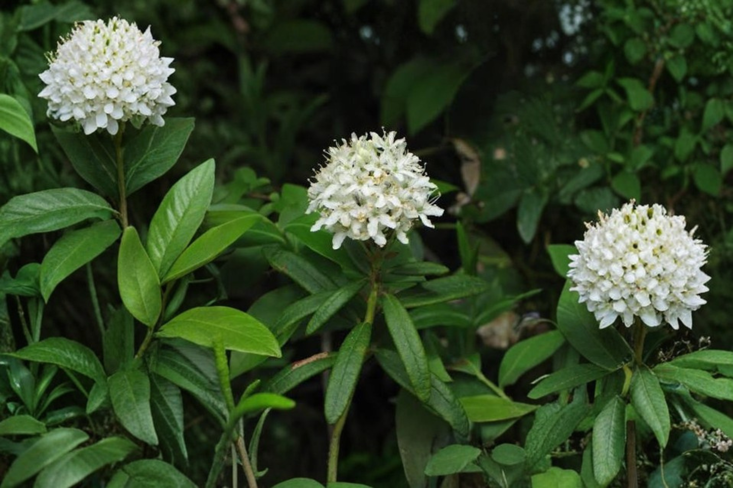 Labrador Tea Live Plant – Rhododendron groenlandicum Wild-Harvested